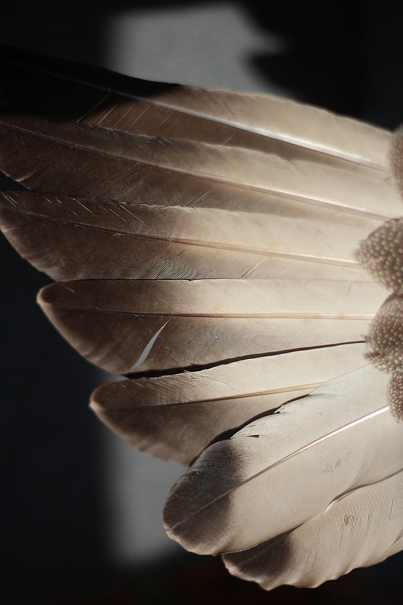 feathers smudge wand